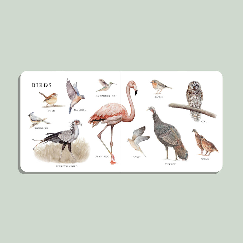 Illustrated book or card with images of various birds on a light green background