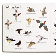 Educational chart of waterfowl with illustrations and labels on a white background