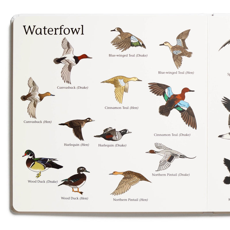 Educational chart of waterfowl with illustrations and labels on a white background